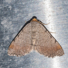 Macaria bicolorata