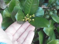 Elingamita johnsonii