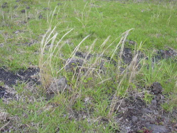 Rattail Fescue (MatBio GRASSES, SEDGES & RUSHES Matanzas