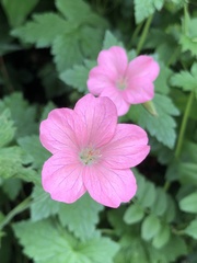 Geranium endressii