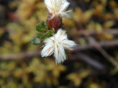 Baccharis tricuneata