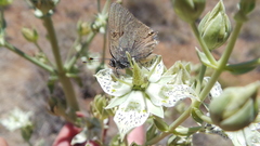 Satyrium auretorum
