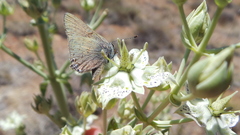 Satyrium auretorum