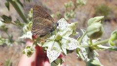 Satyrium auretorum