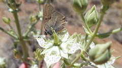 Satyrium auretorum