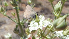 Satyrium auretorum