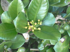 Elingamita johnsonii