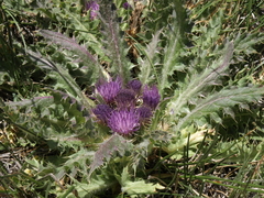 Cirsium scariosum congdonii