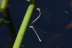 Lestes inaequalis
