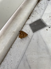 Polygonia c-aureum lunulata