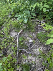 Dichanthelium linearifolium