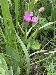 Calopogon oklahomensis