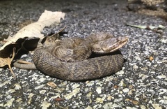 Gloydius ussuriensis