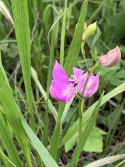 Calopogon oklahomensis
