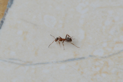 Formica cunicularia