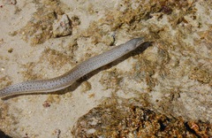 Gymnothorax pictus