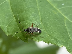 Harpocera thoracica