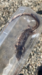 Lacerta agilis