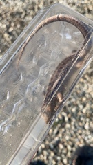 Lacerta agilis