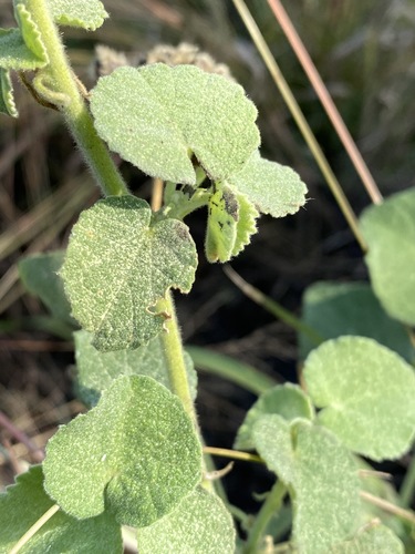 Abutilon guineense image