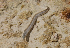 Gymnothorax pictus