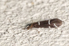 Athripsodes albifrons