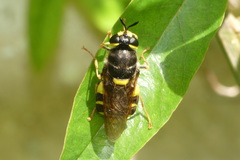 Stratiomys potamida