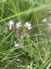 Silene latifolia
