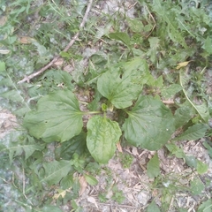 Plantago major