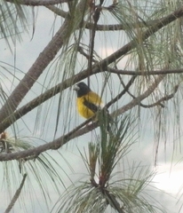 Coccothraustes abeillei
