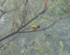 Coccothraustes abeillei