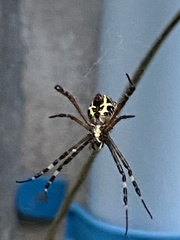 Argiope