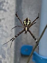 Argiope