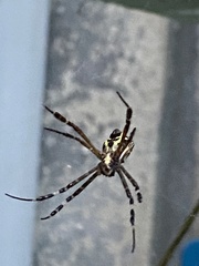 Argiope