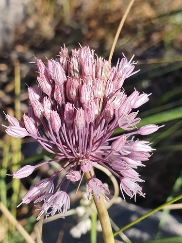 Allium multiflorum (Allium multiflorum)