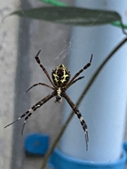 Argiope