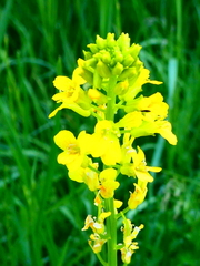 Brassicaceae