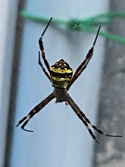 Argiope