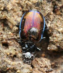 Physodera eschscholtzii