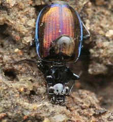 Physodera eschscholtzii