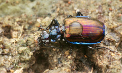 Physodera eschscholtzii