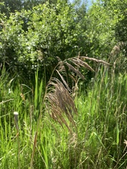 Phragmites australis