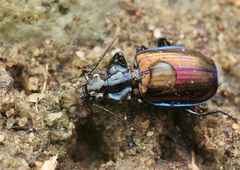 Physodera eschscholtzii