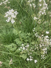 Anthriscus sylvestris