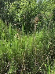 Phragmites australis