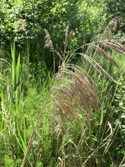 Phragmites australis