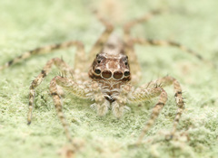 Phaeacius malayensis