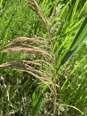 Phragmites australis