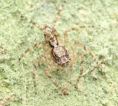 Phaeacius malayensis