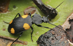 Craspedophorus